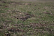Whimbrel